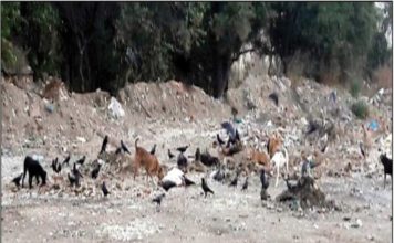 திருவண்ணாமலையில் கோழி இறைச்சி கழிவு கொட்டப்படுவதால் தொற்று நோய் பரவும் அபாயம்