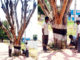கிரிவலப்பாதையில் பட்டு போன மரங்களின் அடியில் உள்ள மண் சேகரிப்பு