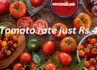 தக்காளிக்கு வந்த சோதனை: “ஒரு கிலோ ரூ.4 தான்” Tomato Rate